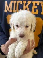 Pecas, a female Goldendoodle for sale in Davis, CA – Photo 2 of 3