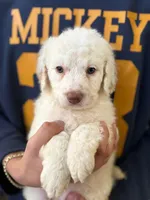 Pecas, a female Goldendoodle for sale in Davis, CA – Photo 1 of 3