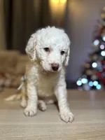 Pecas, a female Goldendoodle for sale in Davis, CA – Photo 3 of 3