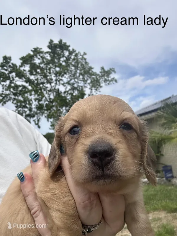 London’s pretty lil lady  – Miniature Dachshund puppy for sale in Holiday, FL