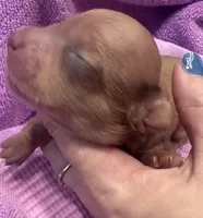 London’s pretty lil lady , a female Miniature Dachshund for sale in Holiday, FL – Photo 4 of 5