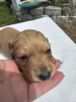 London’s pretty lil lady , a female Miniature Dachshund for sale in Holiday, FL – 4 of 9