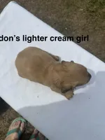 London’s pretty lil lady , a female Miniature Dachshund for sale in Holiday, FL – 2 of 9