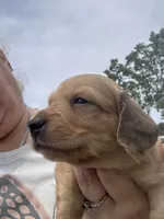 London’s pretty lil lady , a female Miniature Dachshund for sale in Holiday, FL – 3 of 9