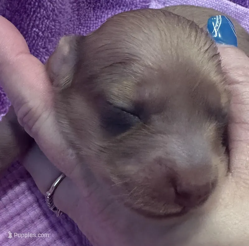 London’s pretty lil lady  – Miniature Dachshund puppy for sale in Holiday, FL