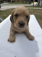 London’s pretty lil lady , a female Miniature Dachshund for sale in Holiday, FL – 7 of 9