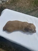 London’s pretty lil lady , a female Miniature Dachshund for sale in Holiday, FL – 8 of 9