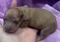 London’s pretty lil lady , a female Miniature Dachshund for sale in Holiday, FL – Photo 3 of 5