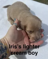 Iris’s creamy boy, a male Miniature Dachshund for sale in Holiday, FL – 6 of 10