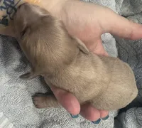 Iris’s creamy boy, a male Miniature Dachshund for sale in Holiday, FL – Photo 4 of 5