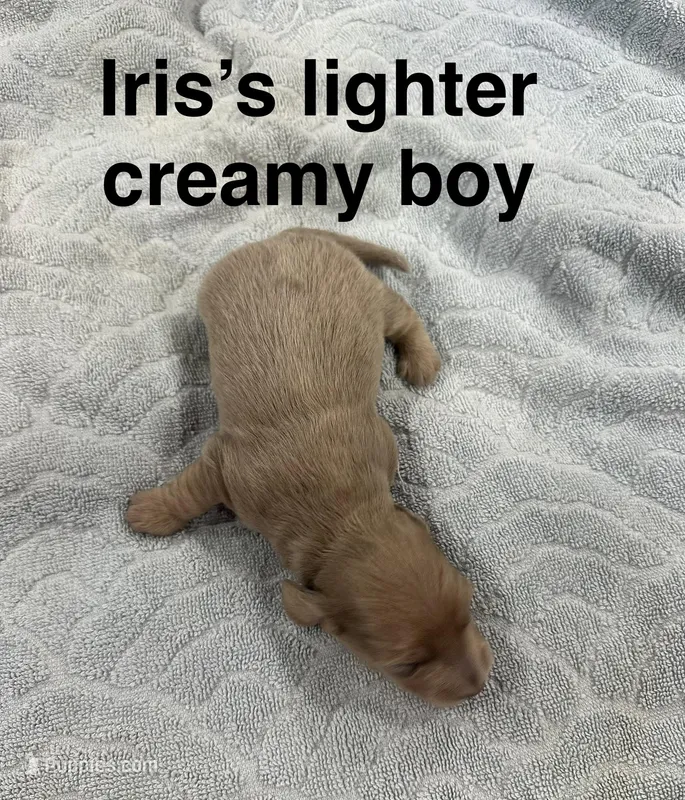 Iris’s creamy boy – Miniature Dachshund puppy for sale in Holiday, FL