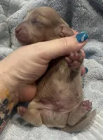 Iris’s creamy boy, a male Miniature Dachshund for sale in Holiday, FL – Photo 5 of 5