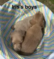 Iris’s creamy boy, a male Miniature Dachshund for sale in Holiday, FL – 2 of 10