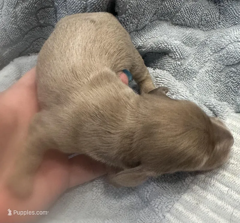 Iris’s creamy boy – Miniature Dachshund puppy for sale in Holiday, FL