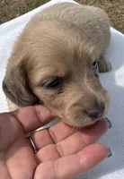 Iris’s creamy boy, a male Miniature Dachshund for sale in Holiday, FL – 7 of 10