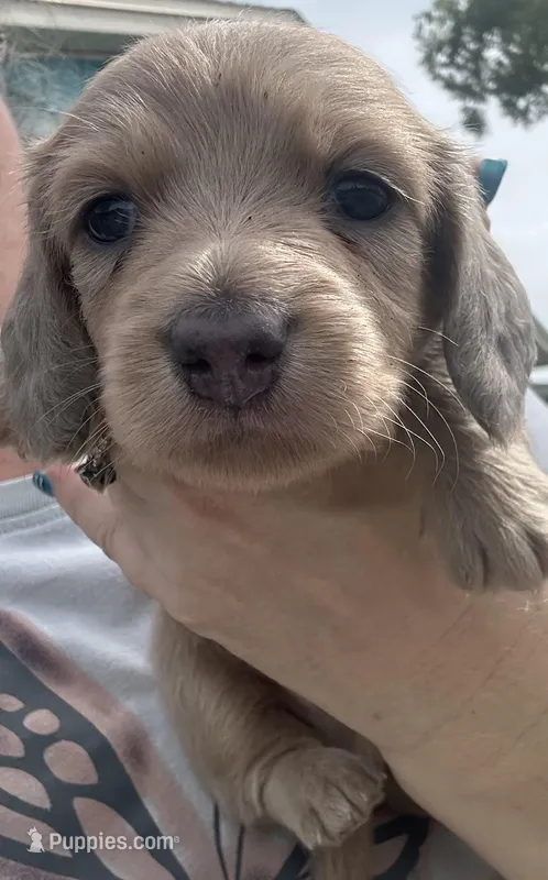Iris’s creamy boy – Miniature Dachshund puppy for sale in Holiday, FL