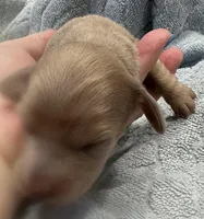 Iris’s creamy boy, a male Miniature Dachshund for sale in Holiday, FL – Photo 3 of 5