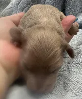 Iris’s creamy boy, a male Miniature Dachshund for sale in Holiday, FL – Photo 2 of 5