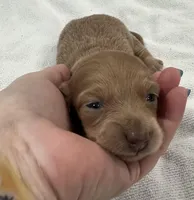 Iris’s creamy boy, a male Miniature Dachshund for sale in Holiday, FL – 4 of 10