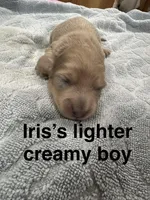 Iris’s creamy boy, a male Miniature Dachshund for sale in Holiday, FL – 10 of 10