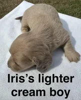 Iris’s creamy boy, a male Miniature Dachshund for sale in Holiday, FL – 3 of 10