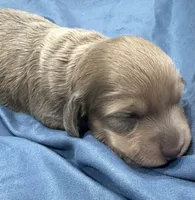 Julia, a female Miniature Dachshund for sale in Holiday, FL – 10 of 10
