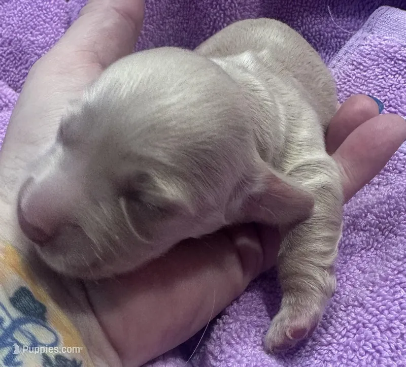 London’s little creamy girl – Miniature Dachshund puppy on hold in Holiday, FL