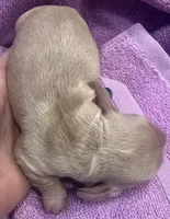 London’s little creamy girl, a female Miniature Dachshund for sale in Holiday, FL – Photo 5 of 5