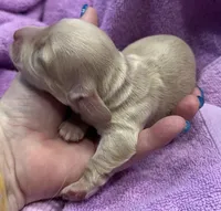 London’s little creamy girl, a female Miniature Dachshund for sale in Holiday, FL – Photo 2 of 5