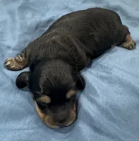Jonathan, a male Miniature Dachshund for sale in Holiday, FL – 3 of 5
