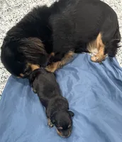 Jonathan, a male Miniature Dachshund for sale in Holiday, FL – 5 of 5