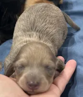Julia, a female Miniature Dachshund for sale in Holiday, FL – 3 of 10