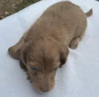 Iris’s strawberry blond boy! , a male Miniature Dachshund for sale in Holiday, FL – Photo 4 of 10