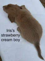 Iris’s strawberry blond boy! , a male Miniature Dachshund for sale in Holiday, FL – Photo 5 of 10