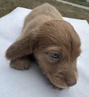 Iris’s strawberry blond boy! , a male Miniature Dachshund for sale in Holiday, FL – Photo 8 of 10