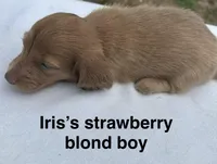 Iris’s strawberry blond boy! , a male Miniature Dachshund for sale in Holiday, FL – Photo 6 of 10