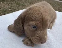 Iris’s strawberry blond boy! , a male Miniature Dachshund for sale in Holiday, FL – Photo 9 of 10