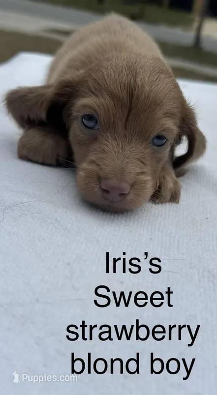Iris’s strawberry blond boy!  – Miniature Dachshund puppy on hold in Holiday, FL