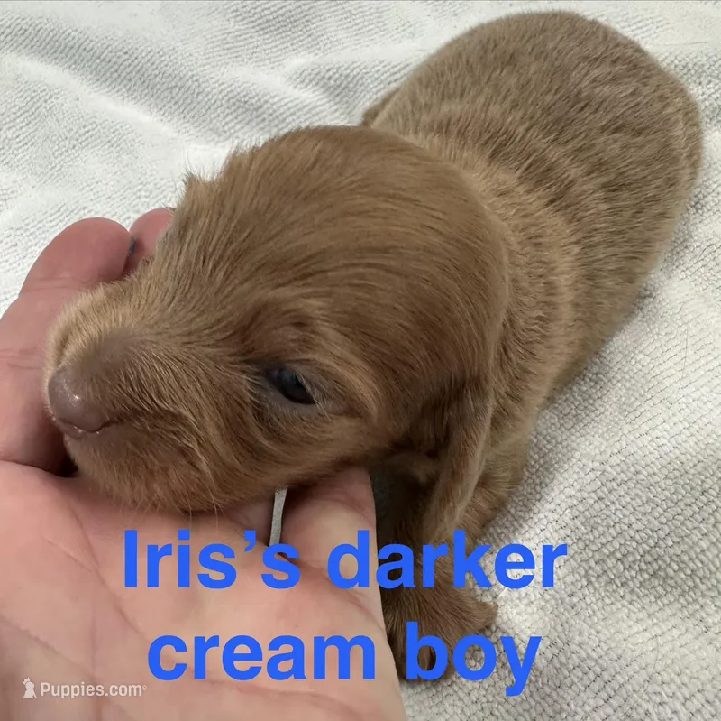 Iris’s cream boy  – Miniature Dachshund puppy for sale in Holiday, FL