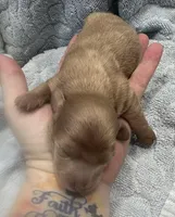 Iris’s cream boy , a male Miniature Dachshund for sale in Holiday, FL – Photo 5 of 7