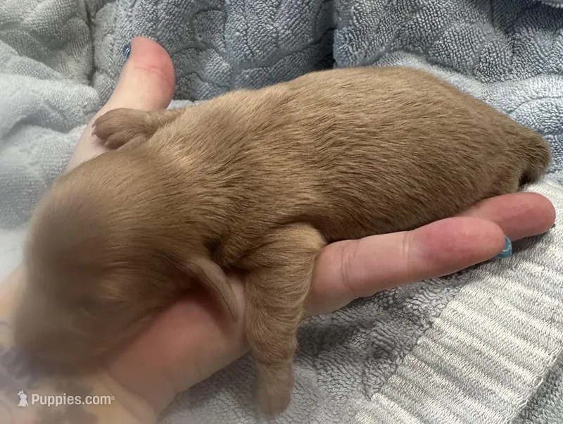 Iris’s cream boy  – Miniature Dachshund puppy for sale in Holiday, FL