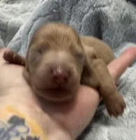 Iris’s cream boy , a male Miniature Dachshund for sale in Holiday, FL – Photo 3 of 7