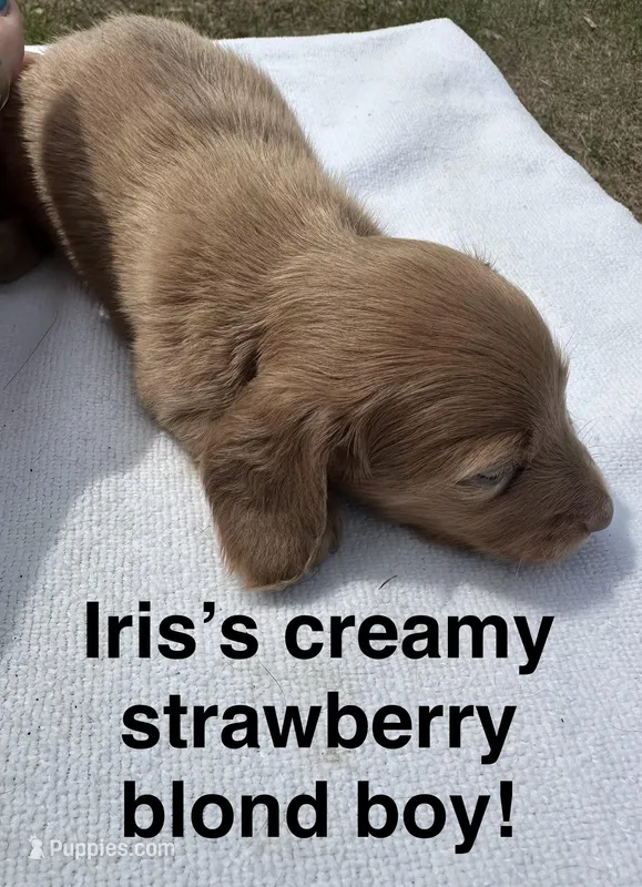 Iris’s cream boy  – Miniature Dachshund puppy for sale in Holiday, FL