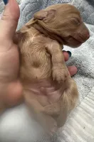 Iris’s cream boy , a male Miniature Dachshund for sale in Holiday, FL – Photo 7 of 7