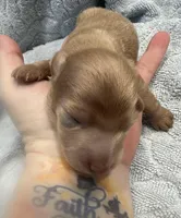 Iris’s cream boy , a male Miniature Dachshund for sale in Holiday, FL – Photo 4 of 7