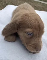 Iris’s strawberry blond boy! , a male Miniature Dachshund for sale in Holiday, FL – Photo 10 of 10