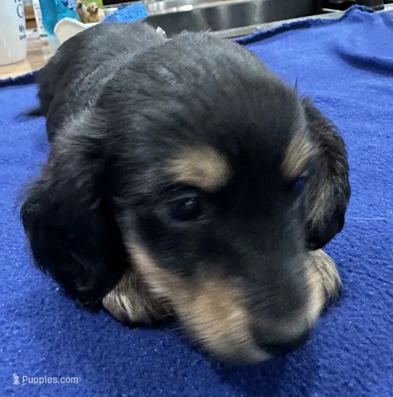 Jonathan – Miniature Dachshund puppy for sale in Holiday, FL