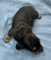 Jonathan, a male Miniature Dachshund for sale in Holiday, FL – 2 of 5