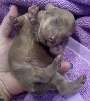 Iris’s lil lady, a female Miniature Dachshund for sale in Holiday, FL – Photo 6 of 6