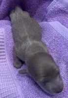 Iris’s lil lady, a female Miniature Dachshund for sale in Holiday, FL – Photo 3 of 6